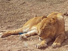 -北京野生动物园