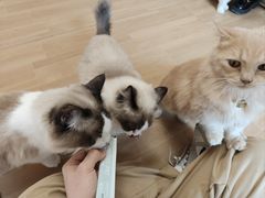 -唐小姐の私宠·宠物洗护美容·撸猫馆·购宠(周浦万达旗舰店)