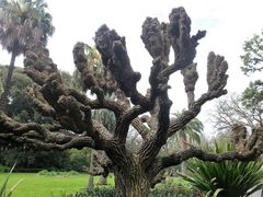 -墨尔本皇家植物园