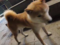 -潮庭·大连海鲜·炭火烧烤·扇贝王(大连店)