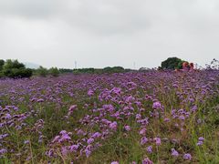 -西京湾花海