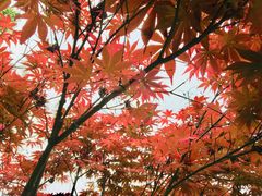 -重庆彩云湖湿地公园