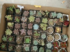 -龙大花卉苗木市场