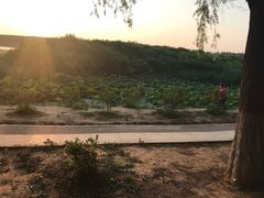 -丁香湖公园