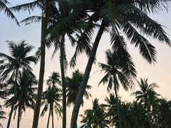 -东郊椰林