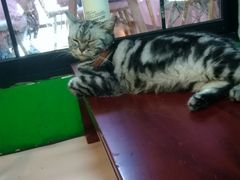 -李小姐の猫咖啡馆(五角场店)