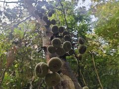 -西双版纳基诺山寨