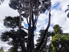 -墨尔本皇家植物园