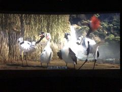 -金太狼4k国际影城