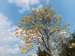 -中国科学院华南植物园