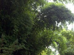 -邓小平故里