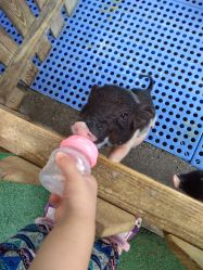 -萌宠亲子动物乐园(槐房万达店)