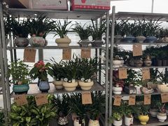 -龙大花卉苗木市场