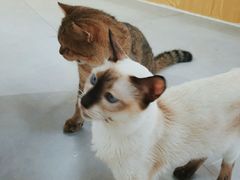 -Heymao猫咖.咖啡厅(东门店)