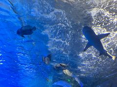 -太平洋海底世界