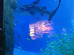 -成都浩海立方海洋公园