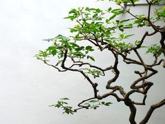 -个园