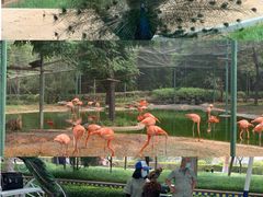 -辛玛王国游乐园