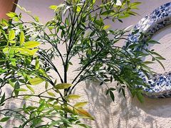 -霸王茶姬(正佳广场店)