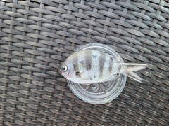 -小猫钓鱼海钓俱乐部(椰梦长廊店)