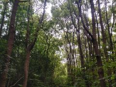 -上海滨江森林公园
