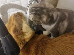 -平行世界·猫咖(首经贸店)