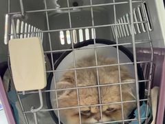 -宠颐生宠物医院·犬猫全科·皮肤科(商业街店)