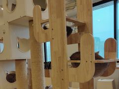 -有喵·猫咖·狗咖·30几只猫10只小狗(岗厦店)