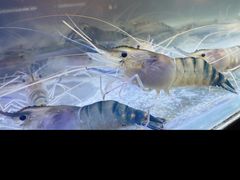 -白仁仔· 活烤海鲜 宵夜(豫园店)