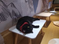 -滚猫咖啡·猫咖·猫友好撸猫(未来城店)