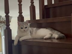 -猫大福·Fortune Cat猫舍(百子湾店)