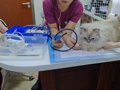 -美联众合动物医院·24h转诊中心