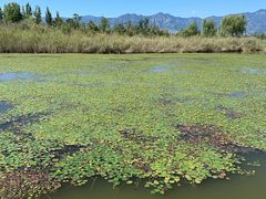 -野鸭湖国家湿地公园