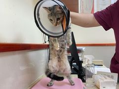 -艾贝尔宠物医院 ·内科全科(梁溪路店)