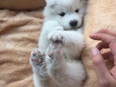 -翊宠yipet猫狗购宠庄园犬舍•猫舍