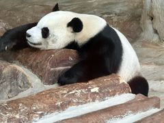 -海南热带野生动植物园