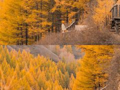 -苏木山森林公园