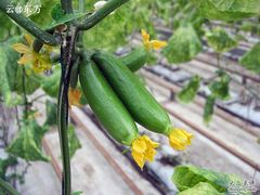 -苏州太湖西山岛开心农场