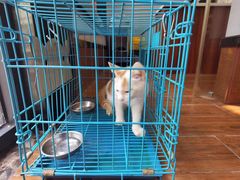 -瑞派动物医院·绝育·犬猫全科·预防医学(光景江南中店)