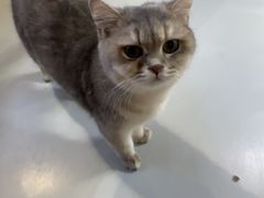 -豆逗聊愈猫阁Easy Life