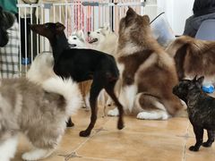 -Let's go狗咖·猫咖·奶狗·桌游(春熙路IFS店)