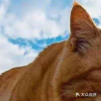 一只漂亮的小猫的照片