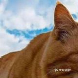 一只漂亮的小猫的照片