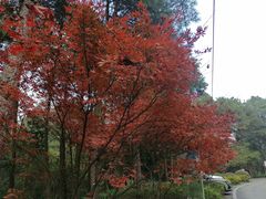 -铁山坪森林公园