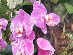 -北京植物园-展览温室