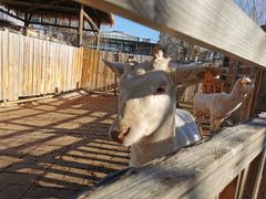 -北京鹿世界主题园