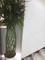 -悟空祛痘·诺奖技术专业店