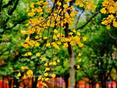 -上海共青森林公园