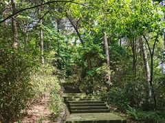 -铁山坪森林公园