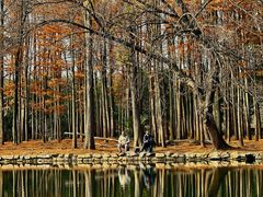 -上海共青森林公园